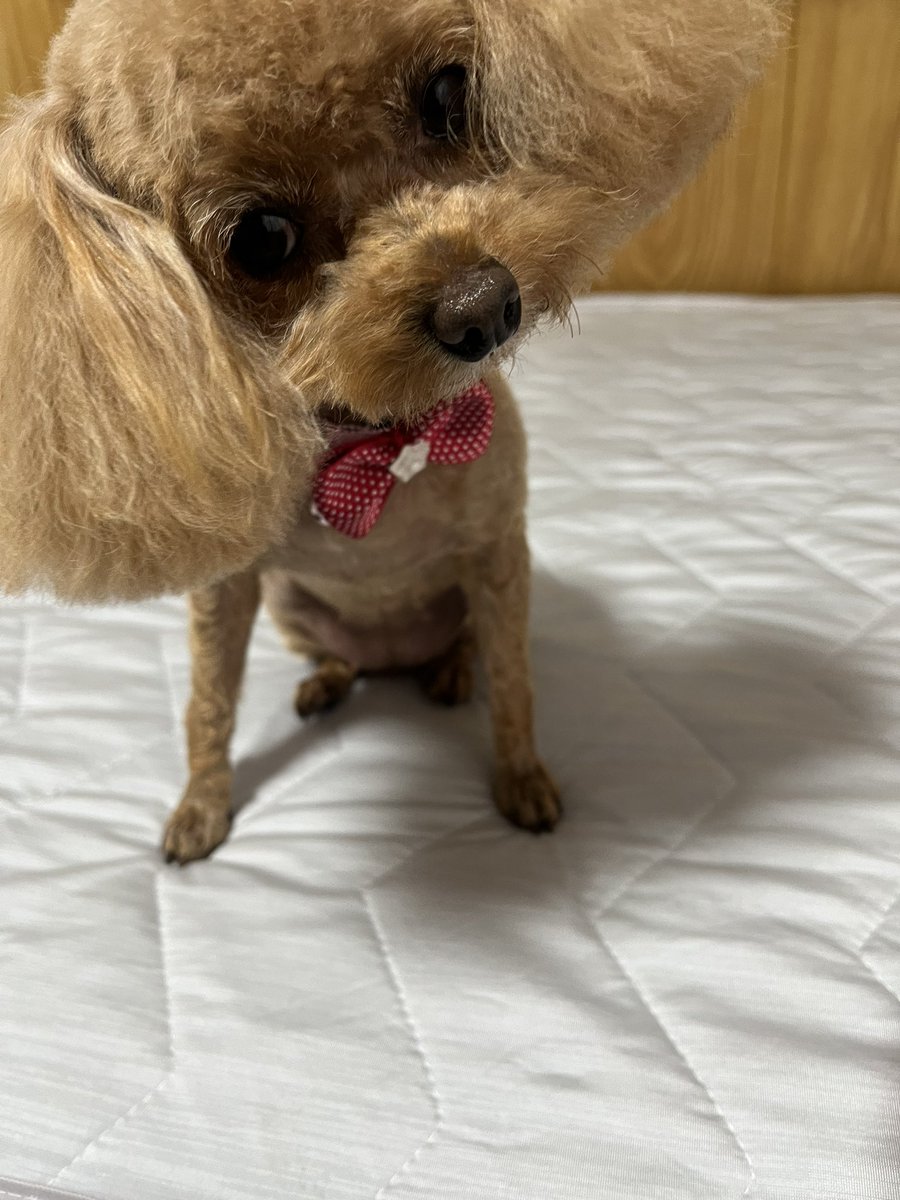 cocoa3luna's tweet photo. 本日トリミングに行きました！
ブラッシングのやり易さ、怪我等の変化が分かりやすいように基本は短めにカットして貰ってます！ https://t.co/6rfB5koXrn