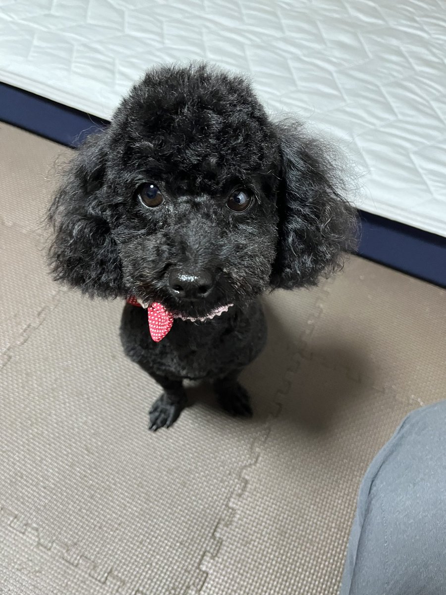 cocoa3luna's tweet photo. 本日トリミングに行きました！
ブラッシングのやり易さ、怪我等の変化が分かりやすいように基本は短めにカットして貰ってます！ https://t.co/6rfB5koXrn