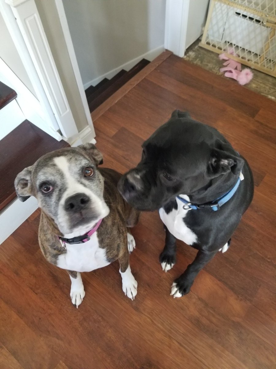 Ripperc100jr's tweet photo. Thank you for showing me 13 years of joy and happiness. Things won't be the same without you. I love you so very much, my baby girl. Rest easy, Truffles, and I'll see you on that rainbow bridge. https://t.co/HqlxXfknAD