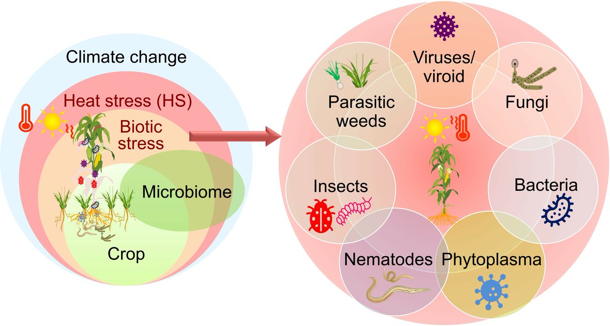 Abiotic stress in plants (Green Survivors) (@abioticstress) on Twitter photo Review by <a href="/rahultnau/">Rahul M Shelake</a> et al. <a href="/sgwagh/">Sopan Wagh</a> <a href="/Jae_Yean/">김재연 Jae-Yean Kim</a> <a href="/Plants_MDPI/">Plants MDPI</a>
#Heat Stress and Plant–#Biotic Interactions: Advances and Perspectives
mdpi.com/2223-7747/13/1…
#PlantSci <a href="/bioticstress/">Biotic stress in Plants 🍀☘️🌴☘️🌿🌹🌺🕷🪰🐜🐞🐝🐛</a> <a href="/Sdg13Un/">🇺🇳 #UN 🇺🇳 #SDGs 🌏 #ClimateAction 🌐 #ActNow</a> <a href="/real_Wall_E/">SAVE the Earth @ #ClimateChange</a>
<a href="/CropTrust/">The Crop Trust</a> <a href="/hotagri/">菊地護</a> <a href="/hotscience/">hot science</a> <a href="/ScienceAlert/">ScienceAlert</a> <a href="/nzregen/">CropX New Zealand (Regen) Ltd</a> <a href="/Imtrade/">Imtrade CropScience</a> <a href="/isciverse/">Top Science</a> Review by <a href="/rahultnau/">Rahul M Shelake</a> et al. <a href="/sgwagh/">Sopan Wagh</a> <a href="/Jae_Yean/">김재연 Jae-Yean Kim</a> <a href="/Plants_MDPI/">Plants MDPI</a>
#Heat Stress and Plant–#Biotic Interactions: Advances and Perspectives
mdpi.com/2223-7747/13/1…
#PlantSci <a href="/bioticstress/">Biotic stress in Plants 🍀☘️🌴☘️🌿🌹🌺🕷🪰🐜🐞🐝🐛</a> <a href="/Sdg13Un/">🇺🇳 #UN 🇺🇳 #SDGs 🌏 #ClimateAction 🌐 #ActNow</a> <a href="/real_Wall_E/">SAVE the Earth @ #ClimateChange</a>
<a href="/CropTrust/">The Crop Trust</a> <a href="/hotagri/">菊地護</a> <a href="/hotscience/">hot science</a> <a href="/ScienceAlert/">ScienceAlert</a> <a href="/nzregen/">CropX New Zealand (Regen) Ltd</a> <a href="/Imtrade/">Imtrade CropScience</a> <a href="/isciverse/">Top Science</a>
