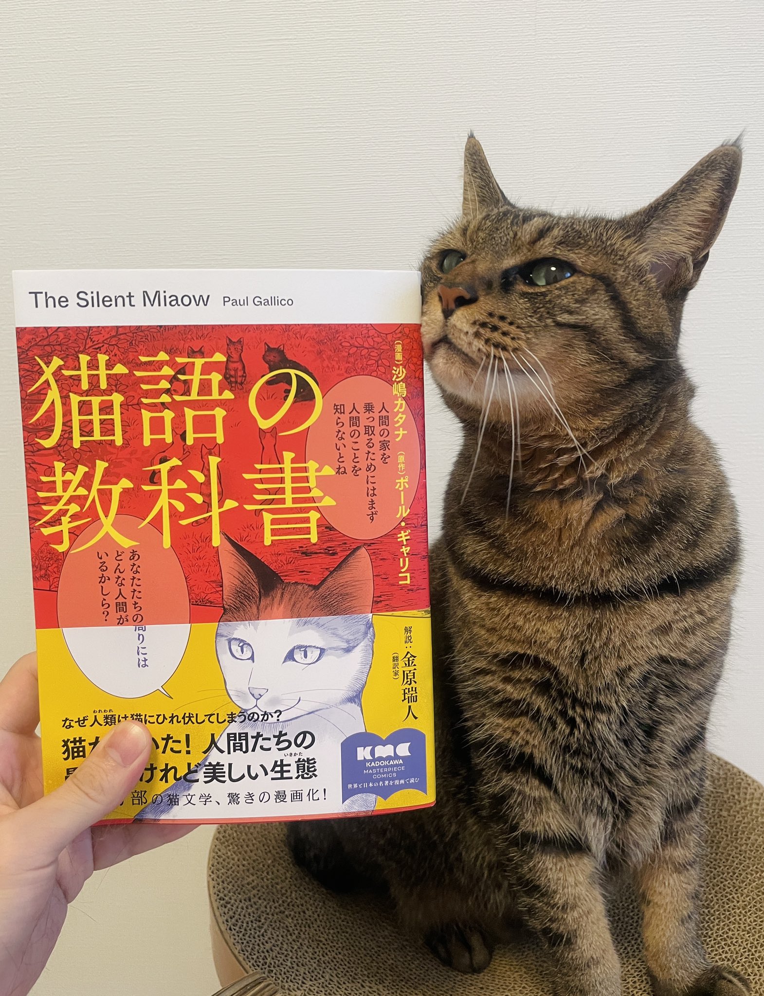 猫の本、計12冊。獣医にゃんとすの猫をもっと幸せにする「げぼく」の
