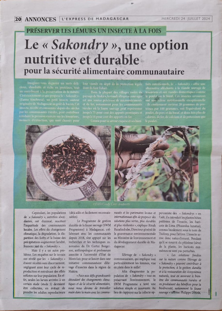 WCS_Mada's tweet photo. Découvrez le Sakondry, un insecte riche en protéines au goût de🥓! Ce délice de #Madagascar offre une alternative à la viande avec + de fer, calcium et potassium que le🐔,🐮&amp;🐷. Grâce au #SWMProgramme on soutient son élevage pour enrichir les #communautéslocales &amp; #environnement. https://t.co/Ln1K1unRoL