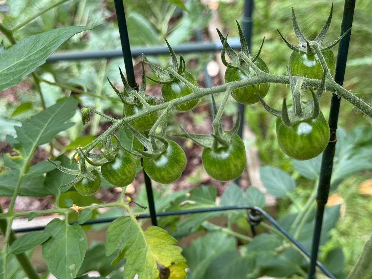 The climate this year has been very kind to the garden