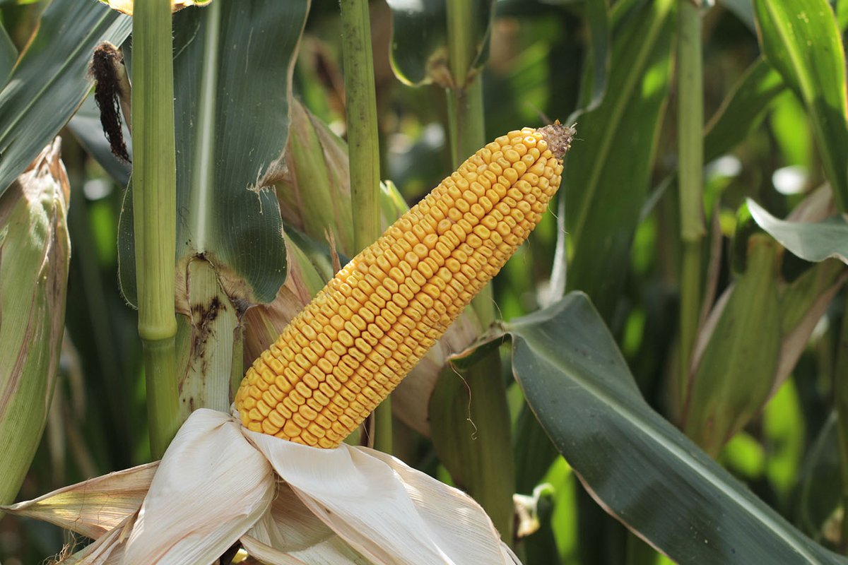 On vous dévoile une nouveauté à découvrir sur Innov-Agri 🤫

Face aux défis de l’agriculture de demain, KWS propose des solutions pour chaque défi. Découvrez les labels Maïs 🌽 CC3 et P4G.

Rendez-vous stand B01

#YourSeedPartner #InnovAgri2024 #Agriculture #VotreFuturEnAction