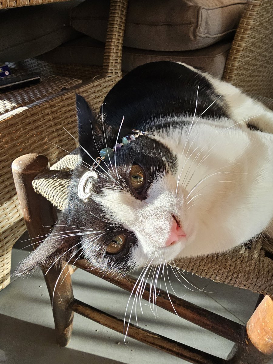 lemouf1's tweet photo. Νομίζα τα πήρα για να τα βάλω εγώ 😄 Είναι υπέροχα! Λογικά τωρα θα θέλουν να συμπληρώσουν το σετ! Ευχαριστώ @CatofAthens γι'αυτό που κάνετε!! ❤️ https://t.co/EodggzpB6O