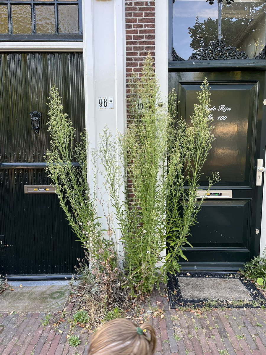 Norbert Peeters tweet media