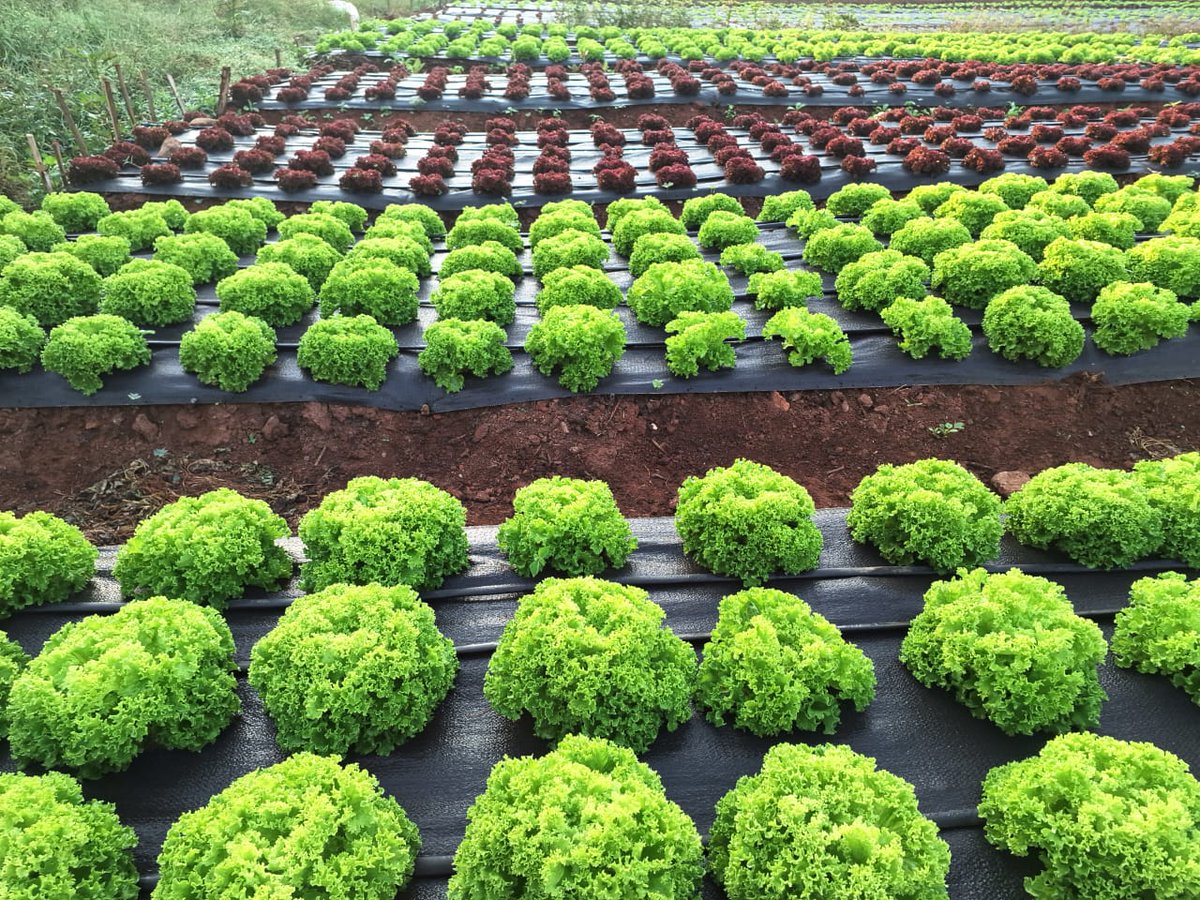 A few reasons why you can use our mulching mats!!!!!
They  retain soil moisture and protect plant roots from extreme temperatures. Mulch Mats also keep plants clean and protect against mould.
#vegetables
#mulchingmats 
#agricultureproduction