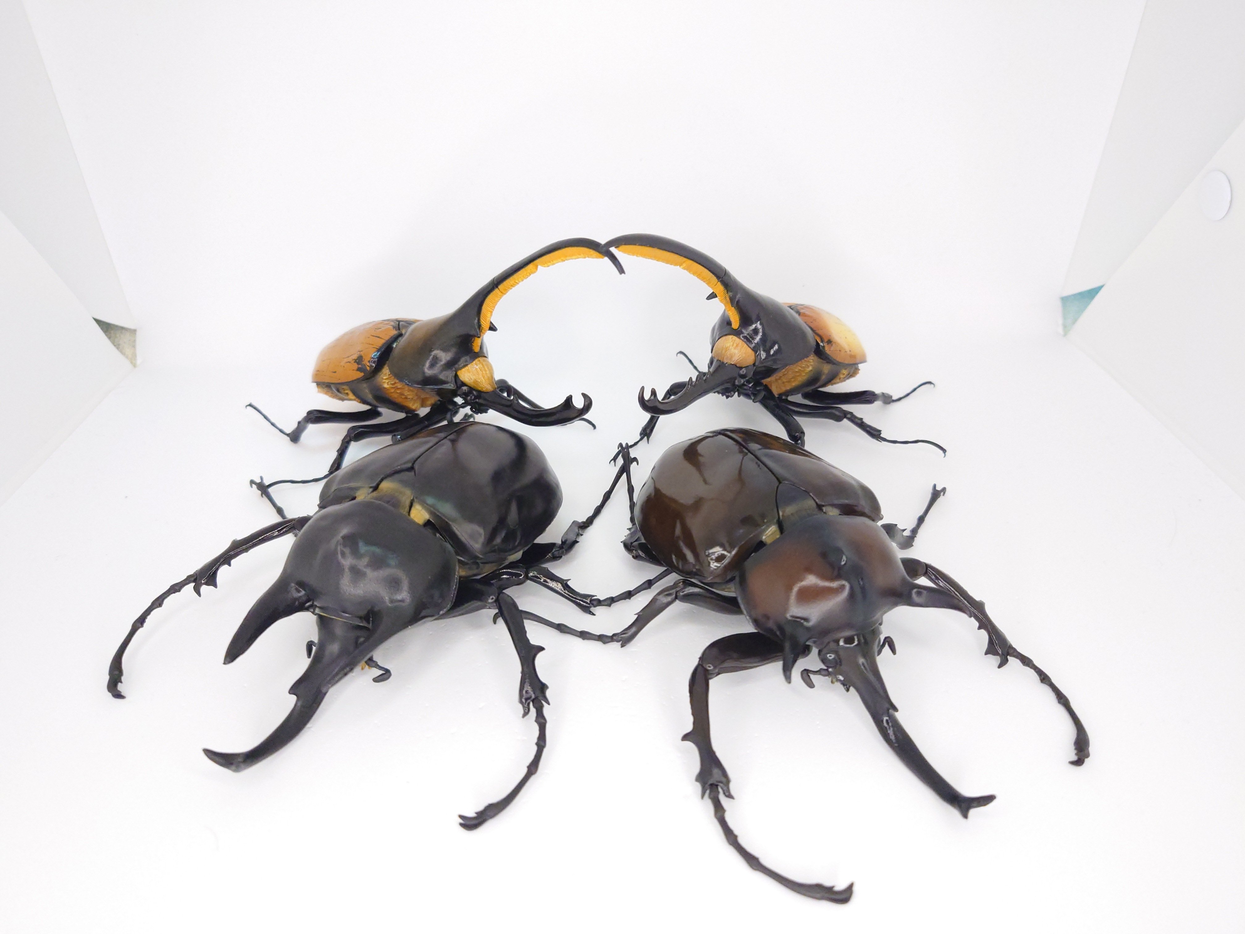 ガチャガチャ】いきもの大図鑑アドバンス『ゾウカブトと