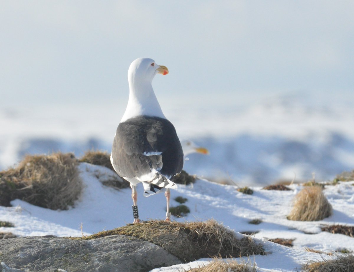 Kate Layton-Matthews (@katelm92) on Twitter photo Our new paper is out in <a href="/AnimalEcology/">Journal of Animal Ecology</a> !
Effects of climate change and pollutants on seabird survival through path analysis
<a href="/tonereiert/">Tone Reiertsen</a> <a href="/M2Lab_org/">Michel Mesquita, Ph.D.</a> <a href="/NINAnature/">NINAnature</a> <a href="/NINAforskning/">NINA naturforskning</a> Our new paper is out in <a href="/AnimalEcology/">Journal of Animal Ecology</a> !
Effects of climate change and pollutants on seabird survival through path analysis
<a href="/tonereiert/">Tone Reiertsen</a> <a href="/M2Lab_org/">Michel Mesquita, Ph.D.</a> <a href="/NINAnature/">NINAnature</a> <a href="/NINAforskning/">NINA naturforskning</a>