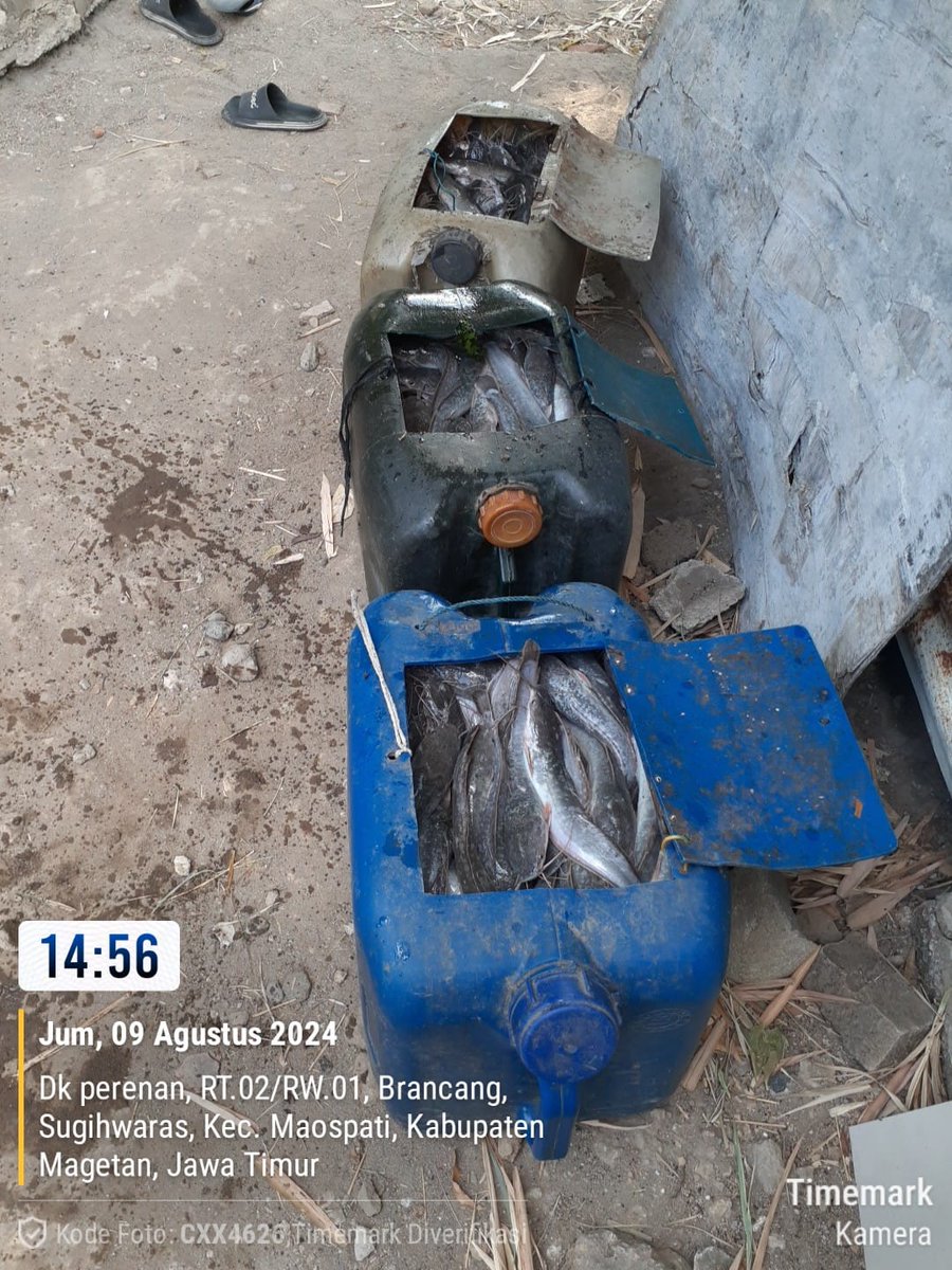 Yanikpurwidya's tweet photo. Jum'at (9/08/2024), Yanik Purwidyawati S.Pi, Luhkan Kab. Magetan, melaporkan panen ikan lele an. Bpk. Tugiarso Pokdakan Pleret Makmur Lestari Ds. Sugihwaras, Kec. Maospati sbyk 112 kg,  bobot panen rata2 100gr/ekor, Harga Rp. 18.250/kg.

#GiatLuhkanSatminkalBWI
#Panen
#LuhLapor https://t.co/tmCTRAn18Y