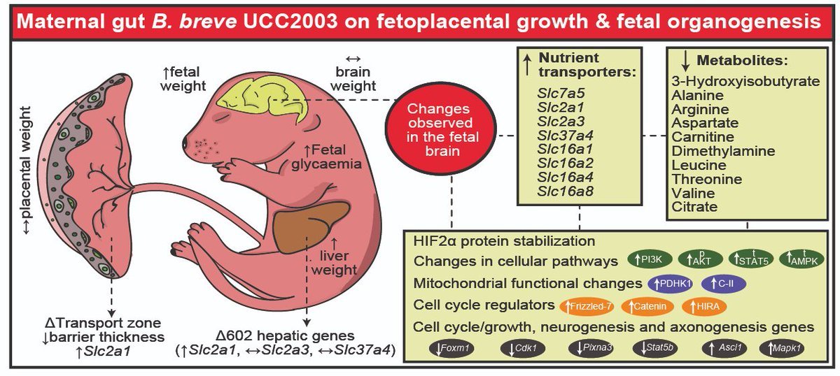Jorge López-Tello (@jloptello) on Twitter photo Our study on maternal gut Bifidobacterium and its impact on fetal brain metabolism is out today in <a href="/MolMetab/">Molecular Metabolism</a>. Another fantastic collaboration with <a href="/PerriLab/">Sferruzzi-Perri lab</a> and <a href="/hall_lab/">Hall Lab</a>.
Here's a summary of our work over the past few years! #microbiota @CTR_Cambridge
sciencedirect.com/science/articl… Our study on maternal gut Bifidobacterium and its impact on fetal brain metabolism is out today in <a href="/MolMetab/">Molecular Metabolism</a>. Another fantastic collaboration with <a href="/PerriLab/">Sferruzzi-Perri lab</a> and <a href="/hall_lab/">Hall Lab</a>.
Here's a summary of our work over the past few years! #microbiota @CTR_Cambridge
sciencedirect.com/science/articl…