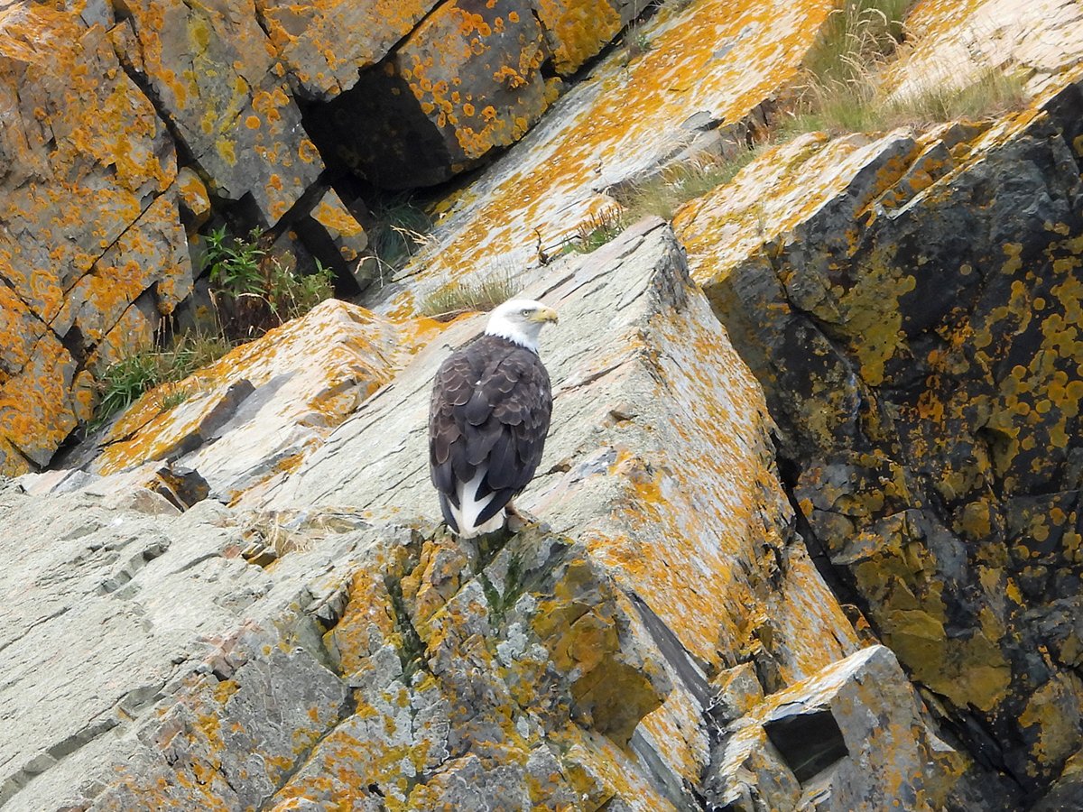 Good chance you will see some eagles with <a href="/mollybawntours/">Whale & Puffin Tours</a>! #witlessbayecologicalreserve #notjustwhalesandpuffins