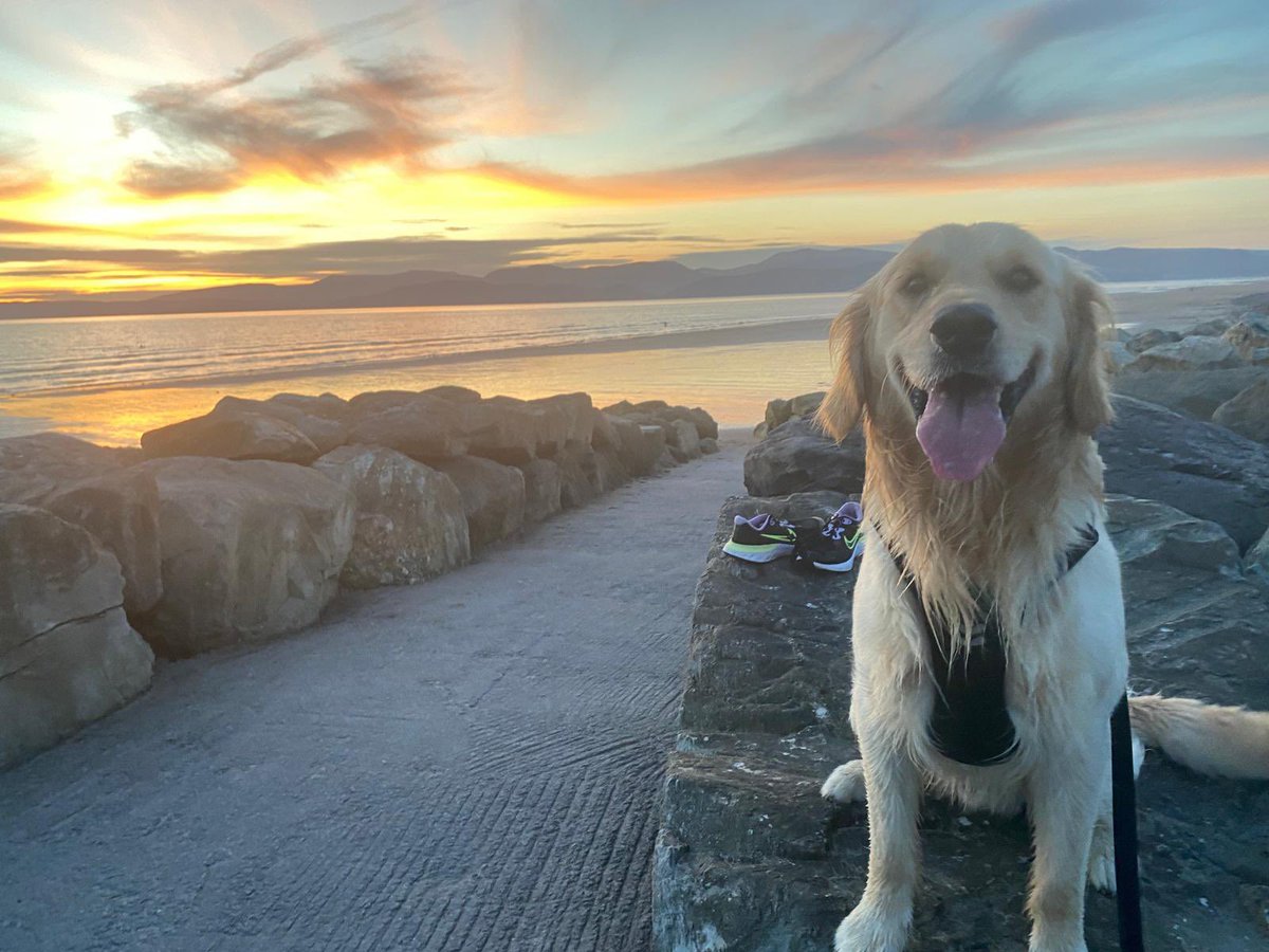 That awful moment when you arrive at the beach and realise that you forgot your swimming togs <a href="/dog_rates/">WeRateDogs</a> <a href="/dog_feelings/">Thoughts of Dog</a> <a href="/CuteGoldens/">Golden Retrievers</a>