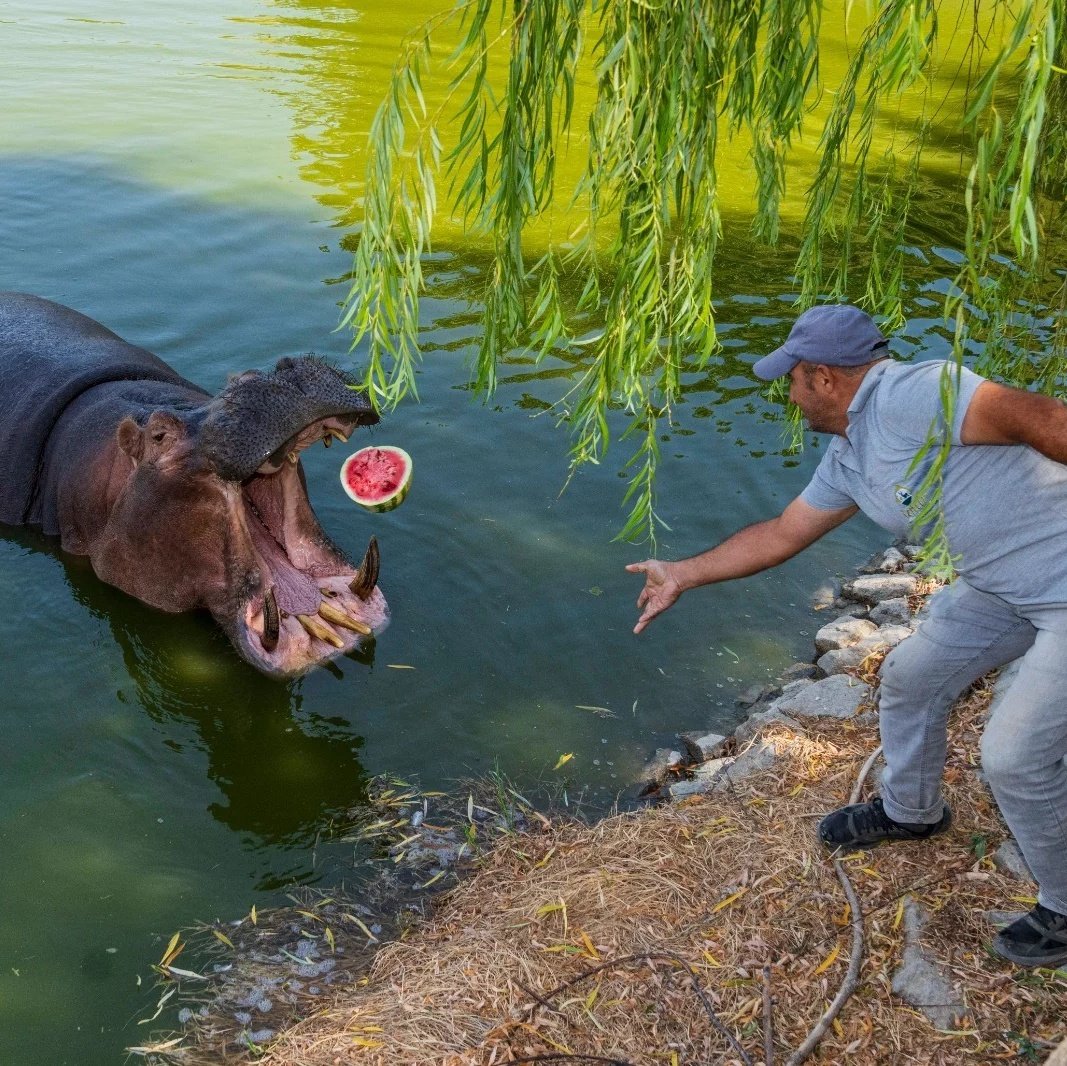 solcugazete's tweet image. İzmir'de bir çiftçi, tarlada kalan 3 ton karpuzu Doğal Yaşam Parkı'ndaki hayvanlar için bağışladı.