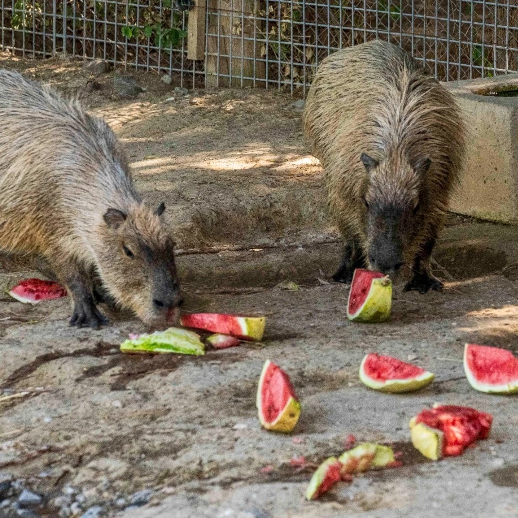 solcugazete's tweet image. İzmir'de bir çiftçi, tarlada kalan 3 ton karpuzu Doğal Yaşam Parkı'ndaki hayvanlar için bağışladı.