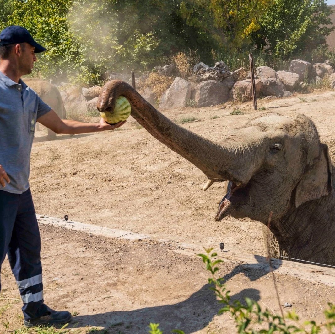 solcugazete's tweet image. İzmir'de bir çiftçi, tarlada kalan 3 ton karpuzu Doğal Yaşam Parkı'ndaki hayvanlar için bağışladı.