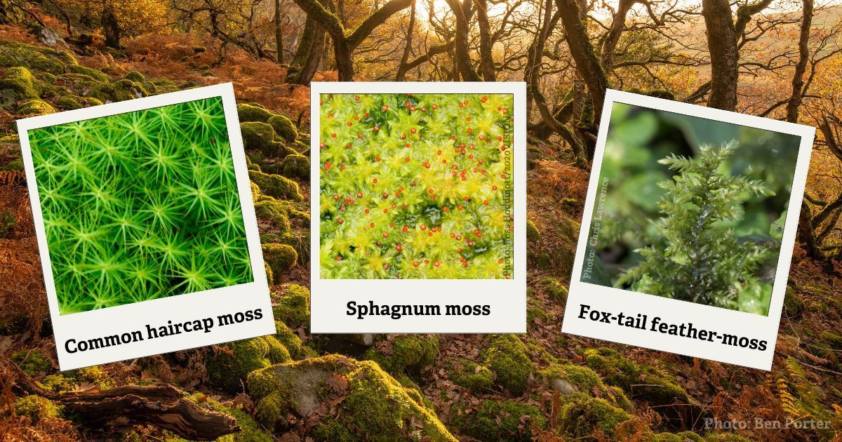 DevonWildlife's tweet photo. Ancient and spongy, there are more than 1,000 species of moss in the UK. Some kinds are able to store 20 times their weight in water, helping to soak up rainfall and create a humid environment (including in our #TemperateRainforests).

Here's 3 mosses you might see in #Devon 👇 https://t.co/dJyV1AozHZ