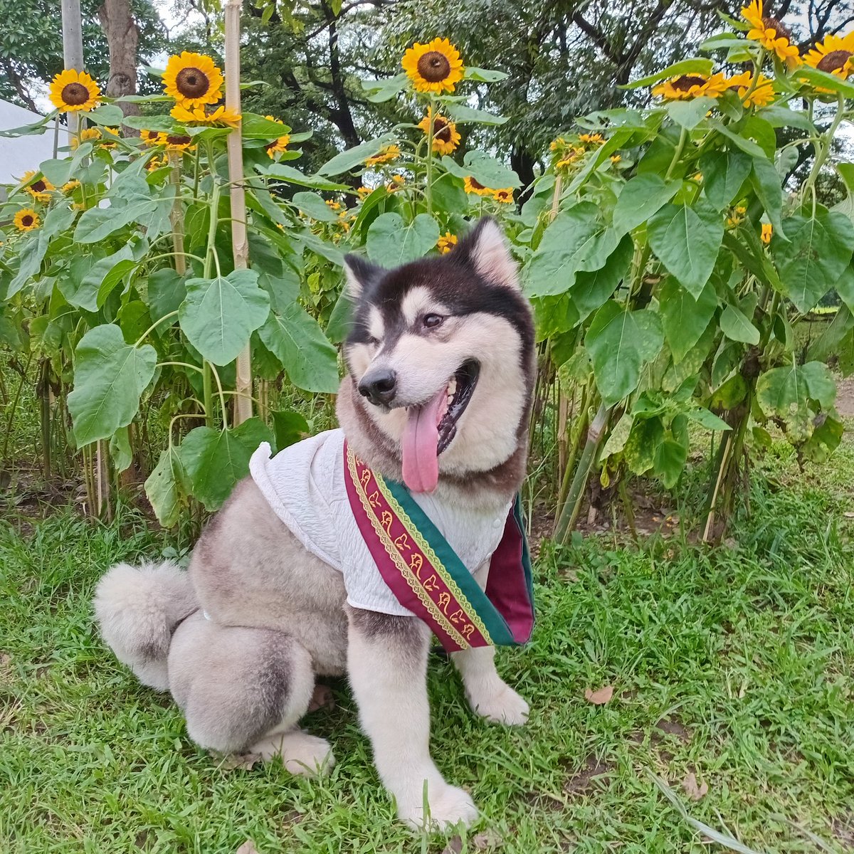 Pag dumaan ito sa feed ninyo, fur sure pawpawsa kayo sa UPCAT!

Rooting for you all, my OG batchmates 🌻

#babysunsun