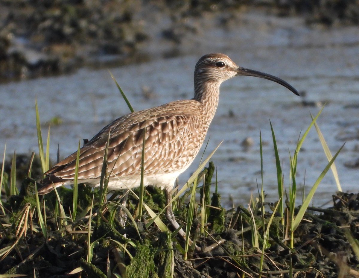 🪶Bird of a feather - Whimbrel or Curlew?🪶

Whimbrel look like Curlew, with down-curved bills, but they are smaller.  Not much help unless you see them side by side...  Another feature, as you can see in the first picture here is the pale stripe above the eye.

📸Shirley Rushmer