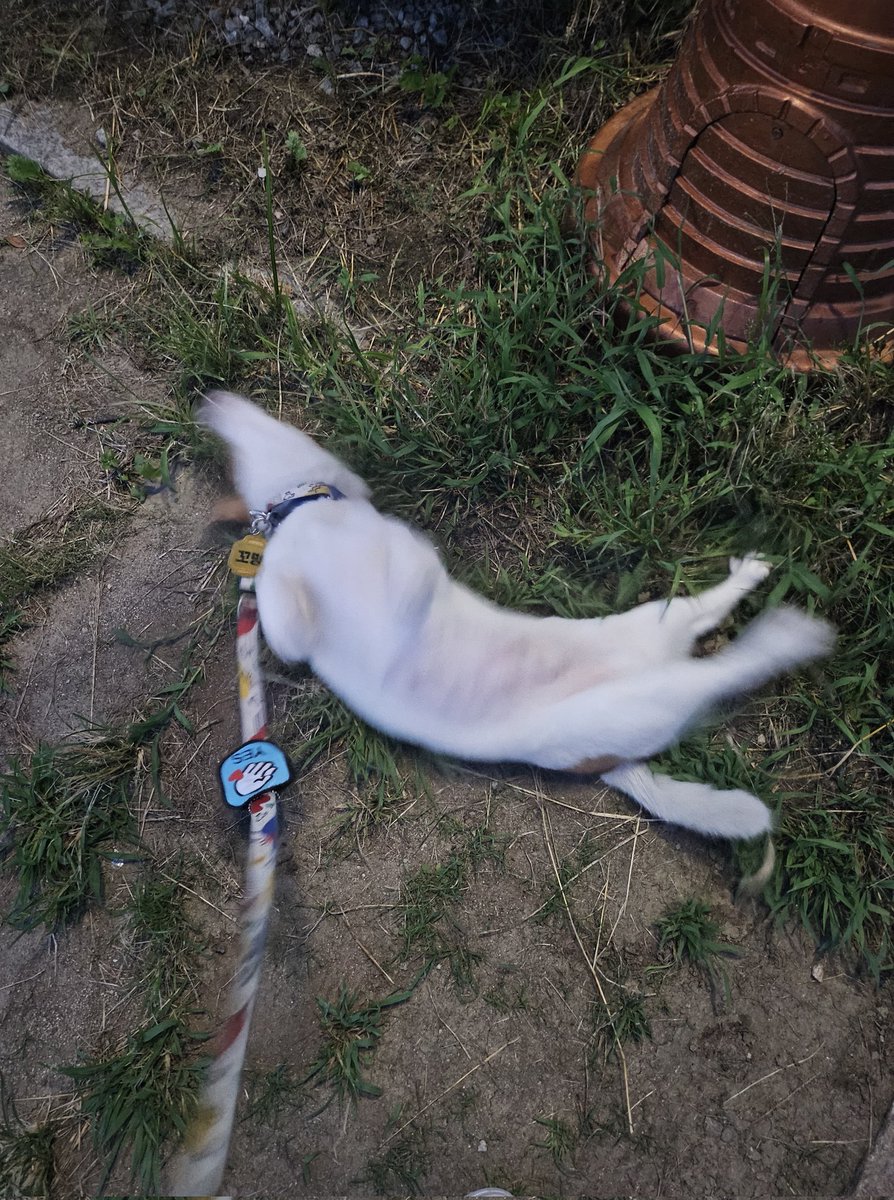 좀 과한 해피 바나나