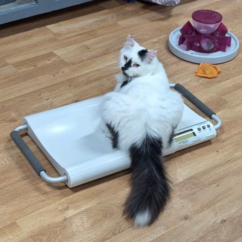 CrashsLanding's tweet photo. You can weigh everything except for my tail. ~Peridot https://t.co/OTOFdXiA7B
