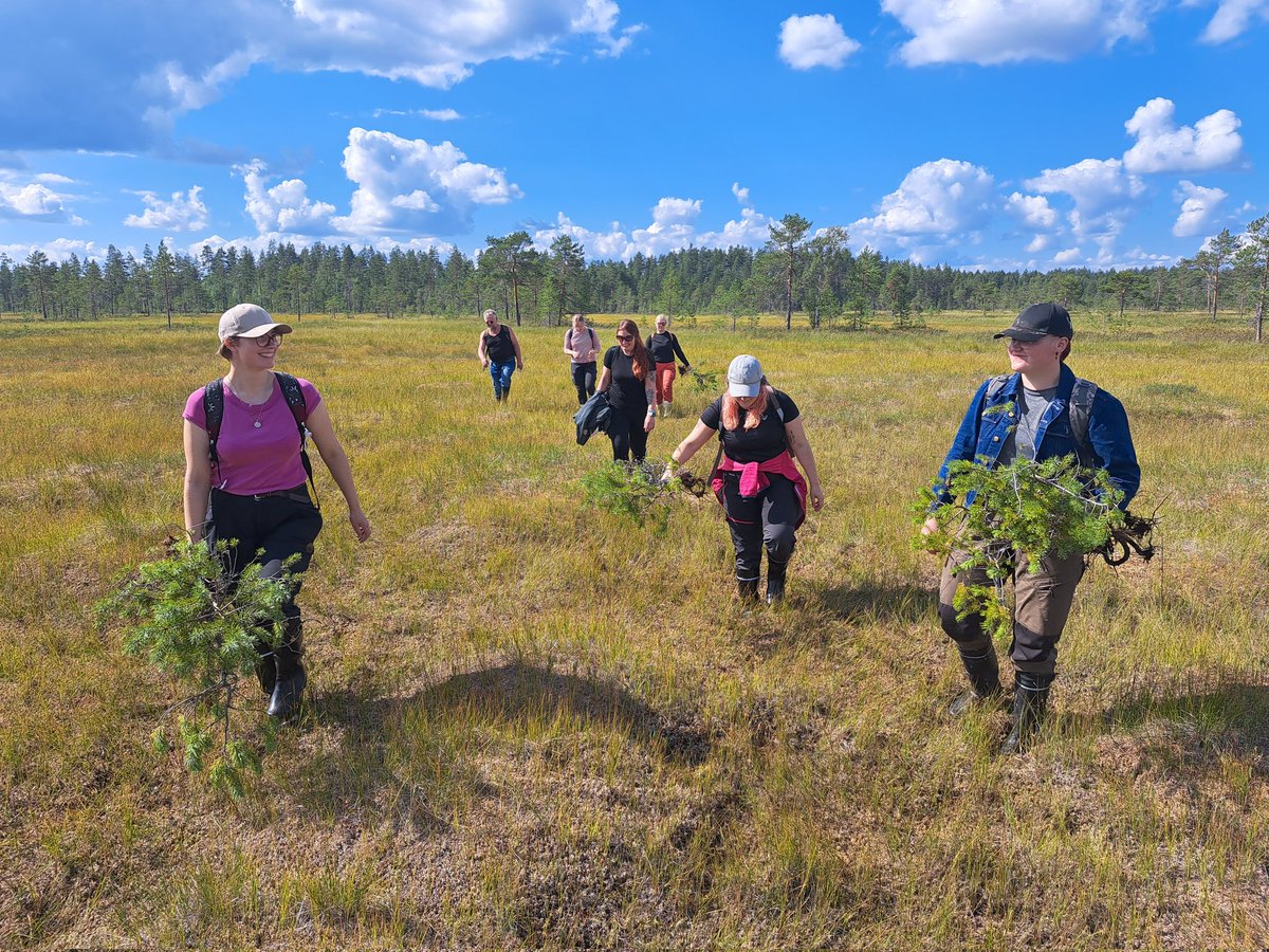 #ekokenttis Suoretkipäivä! Pienten mäntyjen juurtumissyvyyden ja ikämääritysten avulla voidaan tutkia pintaturpeen muodostumista.