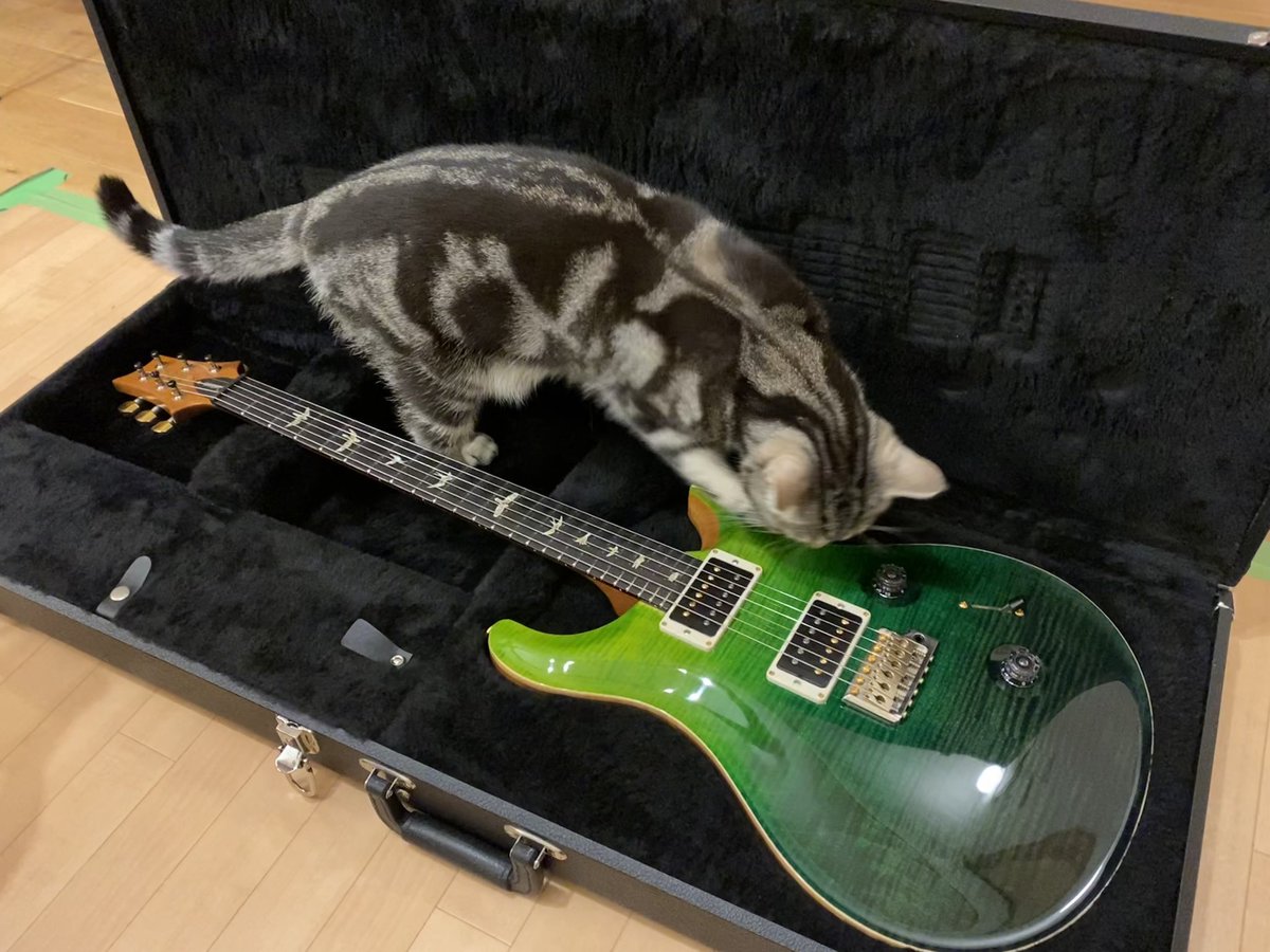 kota_sukesan's tweet photo. #買ってよかったギター
#PRSCustom24
このギターで弾けないなら自分が下手くそなんだと納得して(笑)練習に励むことができます🤣 https://t.co/GF1QDIiE0m