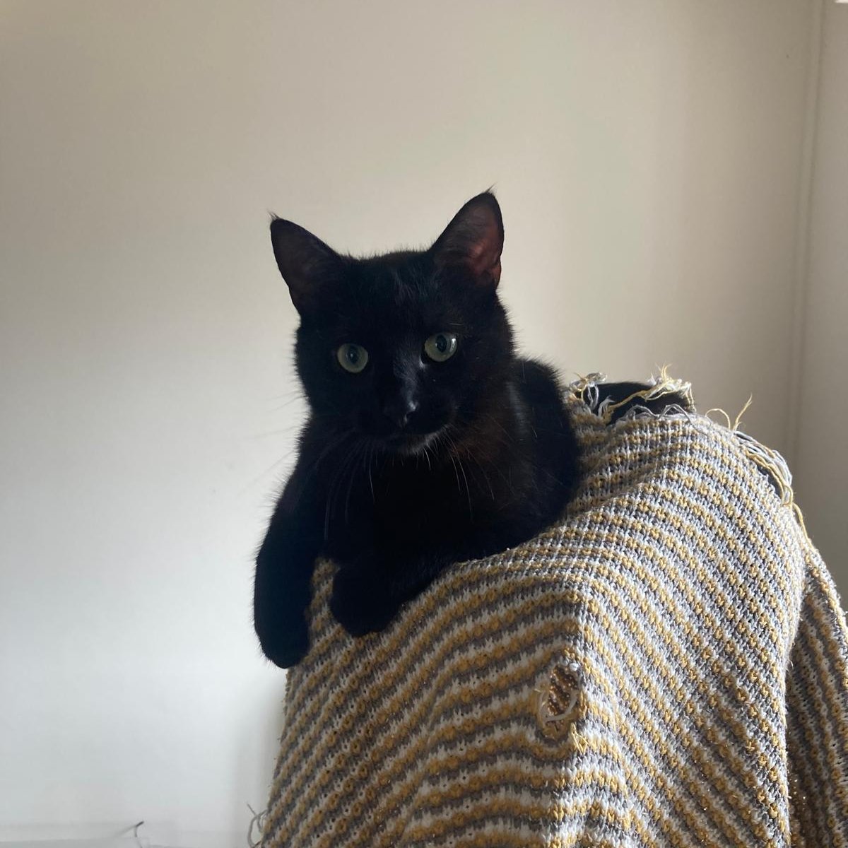 Pip's owner assures us that he is a normal cat who is only a beast when his food bowl is empty 🐈‍⬛

📷 Oliver S

#Lanhydrock #BlackCat #NationalTrust

<a href="/CornwallLive/">Cornwall Live</a> <a href="/DevonLiveNews/">Devon Live News</a>