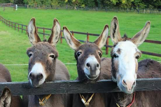 Torpille alınan vasıflı elemanlar.