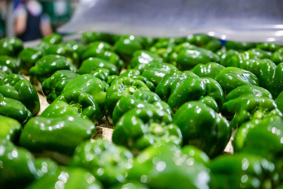 Mercagrisa tweet media