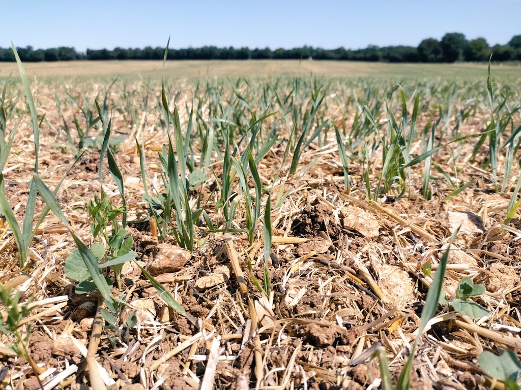 Après cette récolte pas top, on repart pour une nouvelle campagne.
Les couverts d'été sont bien partis et les 1ers colzas aussi.
Pour cette parcelle de colza, après récolte : herse à paille, fissuration, roulage, semis, roulage.
Le tout fait à suivre pour conserver l'humidité.