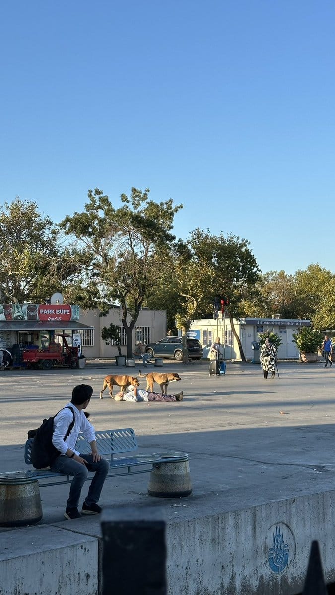 🔴Serengeti değil İstanbul!

Kadıköy İskelesi önünde bulunan 5 köpek yaşlı vatandaşa saldırdı. Vatandaş panikledi ve yere düşüp kafasını çarptı.