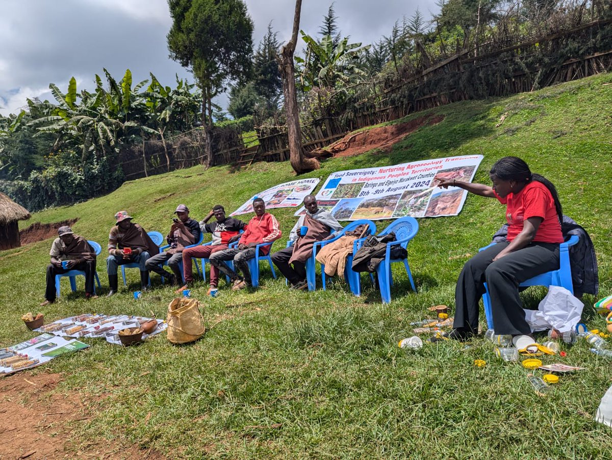 malamacowiti's tweet image. The imposition of external systems and the encroachment on their land have led to a gradual loss of Ogiek cultural practices, languages, and traditional knowledge.
#KilimoHaiKE #Agroecology4ClimateResilience #EqualRightsAndJusticeForAll @KariobangiSJC @HakiNawiri @koibatek_ogiek