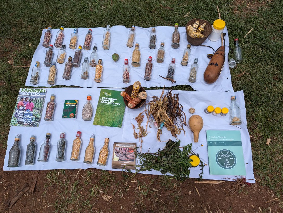 malamacowiti's tweet image. The imposition of external systems and the encroachment on their land have led to a gradual loss of Ogiek cultural practices, languages, and traditional knowledge.
#KilimoHaiKE #Agroecology4ClimateResilience #EqualRightsAndJusticeForAll @KariobangiSJC @HakiNawiri @koibatek_ogiek