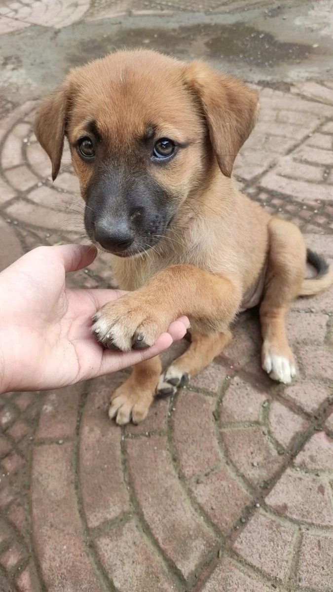 "Ah hayvanlar... çırpınan, yutulan, sindirilen... kaçmış, yalnız, görülmüş, kovalanmış, parçalanmış... terk edilmiş çocuklar gibi aldatıcı bir yaşama terk edilmiş hayvanlar!"

Elias Canetti
#YasayiGeriCek #AltindagdaKatliamVar