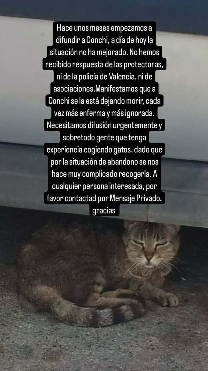 Miss_Nefaria's tweet photo. #SOS
#URGENTE
#Conchi
Necesitamos ayuda urgentemente, y sobretodo personas que tengan experiencia cogiendo gatos, notamos que Conchi se está empezando a apagar, necesitamos ayuda.
#Valencia https://t.co/lxSkbfpYhE