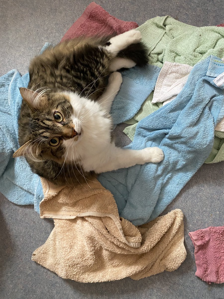 Groscar2's tweet image. Moi je veux pas le panier, je préfère les serviettes