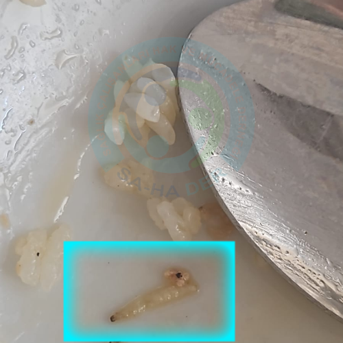 Yer: Çorum Alaca Devlet Hastanesi
Öğle yemeğinde verilen pilavdan kurt çıktı.
Sağlık emekçilerine, taşeron firmalarca reva görülen yemeğin kalitesi, görüntüde yer almaktadır.
Sayın sağlık bakanı <a href="/drmemisoglu/">Prof. Dr. Kemal Memişoğlu</a> ne zaman bu yemek terörüne dur diyeceksiniz?
#SağlıktaYemekBoykotu