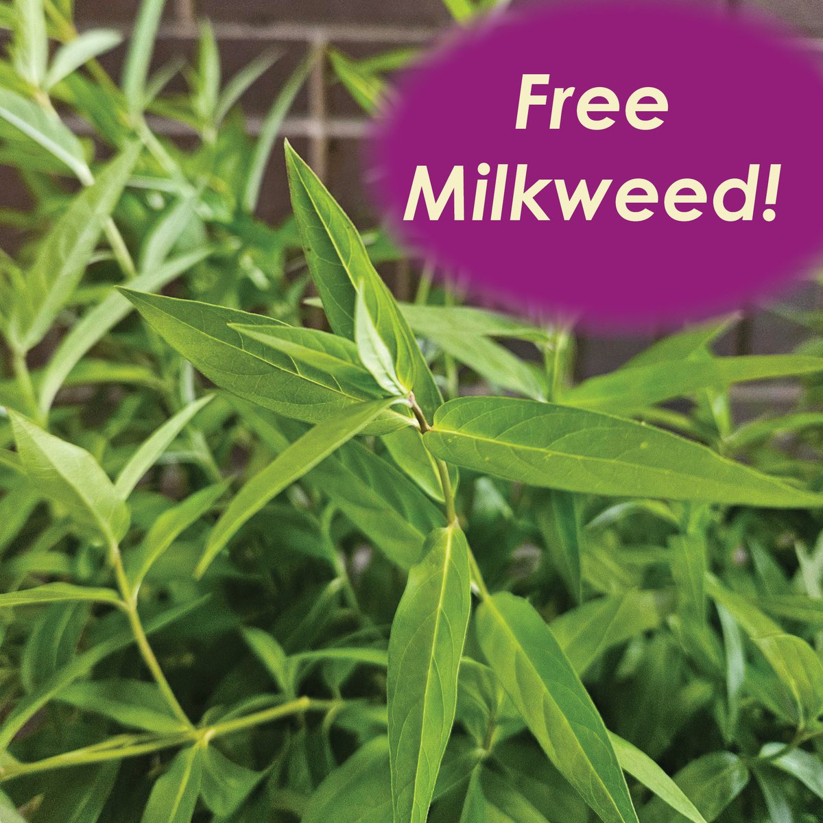 Through a generous donation, we have several young swamp milkweed plants to give away! Bring your own pot or container to take one home. Available one per household until they run out. 
 Interpretive Centre open 10am-5pm Friday, Saturday, Sunday this weekend at 2795 Ness Ave.