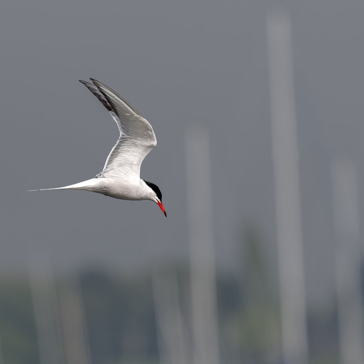 #SuperSeabirdSunday - Common Terns

We are delighted to report the success of our Common Tern rafts this year - with up to 48 chicks fledging from the rafts.  The colony was devasted by avian flu last year, so this represents real success.
📸Paul Adams l Harbour Images