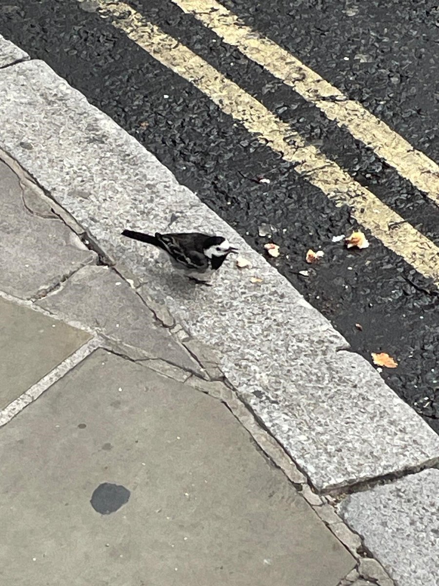 There's been a recent uptick in my ornithological interest, partly because I'm now woken up by peregrine falcons every morning since moving house. My interest has stretched to other birds though, and I'd like to know what kind of bird this is. Help! Call on 08007312000
🦆🐦‍⬛🦢🪿