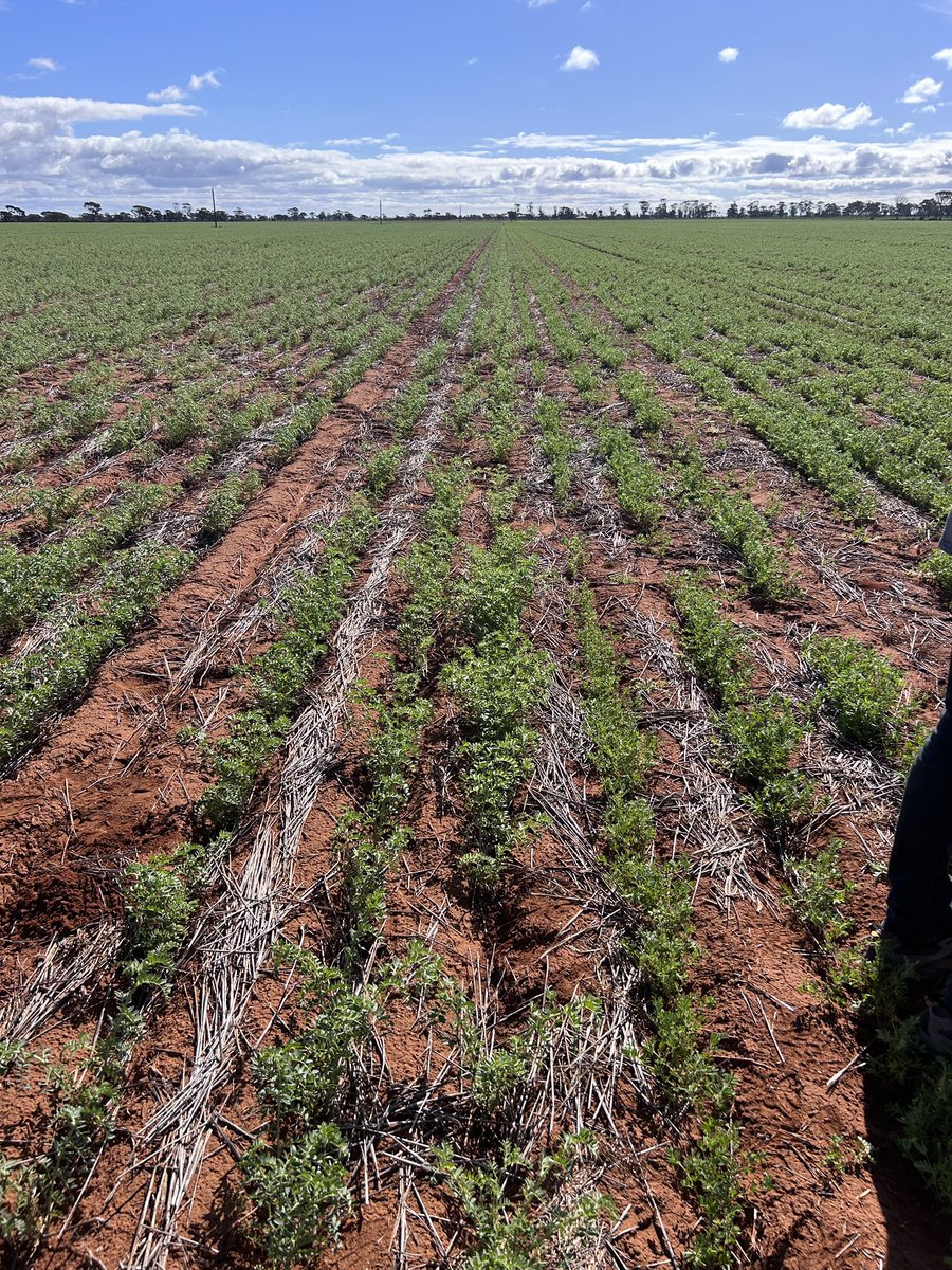 From beans to lentils to the super pit and back to chickpeas..it has been a huge trip and so grateful for everybody’s time.