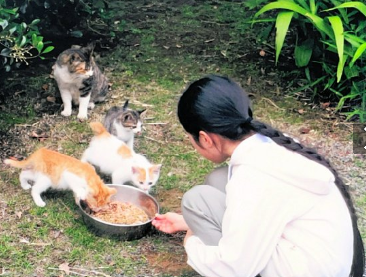 12_1_iron_opal's tweet photo. 天皇ご一家に保護されて約14年過ごしてきた猫の「みー」が、今月3日にお空に旅立ったというニュースが…😢5月に既に病気が見つかっており闘病していたのですね。両陛下と敬宮様の元で穏やかに過ごすことができて幸せだったと思います。 https://t.co/ClIQUVx9h6