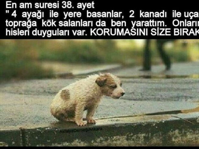 glbennnnnn's tweet photo. #AltindagdaKatliamVar Vicdan der susarım.. https://t.co/NNBmrWhgWB