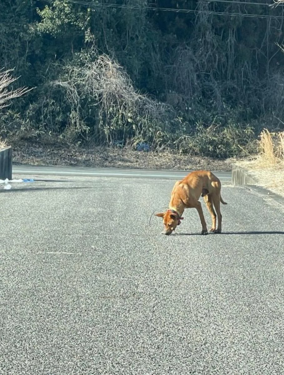 chatasousaku's tweet photo. 迷子サイトにて茶太に似た犬の写真を見つけました。今年の2/11福島県白河市内での目撃だそうです。記載情報が少なく、投稿者の方ともコンタクトが取れない状況です。この子を見たことある方、他にいらっしゃいましたら連絡ください。茶太は元々栃木の子。帰巣本能で白河まで行った可能性もゼロではない https://t.co/kt7WcsQJSo