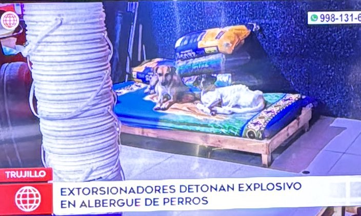 VeroLinaresC's tweet image. En Trujillo delincuentes amenazan al dueño de un albergue para perros abandonados. Le piden 20 mil soles. Al ver estos mensajes pensaron que se trataba de una broma. Delincuentes hicieron detonar un explosivo. Ahora encargado pide ayuda a la @PoliciaPeru