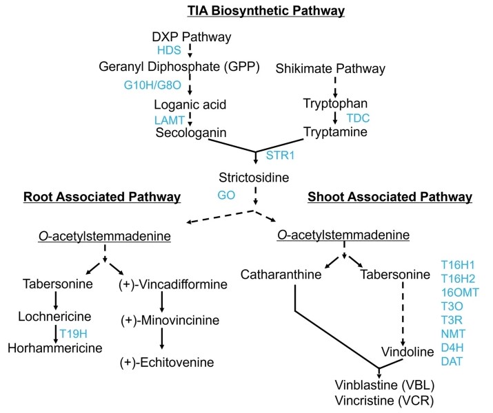 NEW ONLINE: Characterization of the ZCTs, a subgroup of Cys2-His2 zinc finger transcription factors regulating alkaloid biosynthesis in Catharanthus roseus link.springer.com/article/10.100…