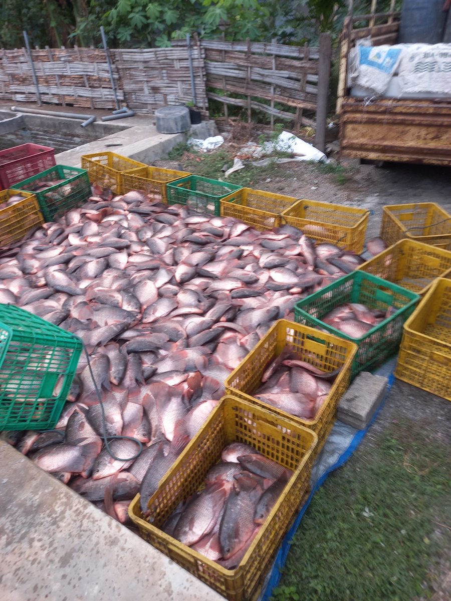 Mtweet1284's tweet photo. Jum'at (9/8/2024), M. azis Muslim, Luhkan kab. Tulungagung melaporkan hasil produksi ikan gurami milik bapak Bahtiar, Hasil panen 1028 Kg harga Rp. 22.750,-
#luhlapor 
#GiatluhakanSatminkalBWI 
@BudidayaKKP @bppsdm_puslatkp 
@bppsdm_bp3bwi https://t.co/TAaMpV7v3s