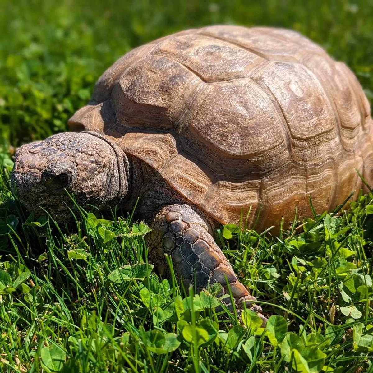 🐢🐢🐢🐢🐢
🐢🐢🐢🐢🐢
🐢🐢❤️🐢🐢
🐢🐢🐢🐢🐢
🐢🐢🐢🐢🐢
Gus turns 102 this weekend. We just really love Gus.  naturalhistory.novascotia.ca/event/gus-goph… #Gus102