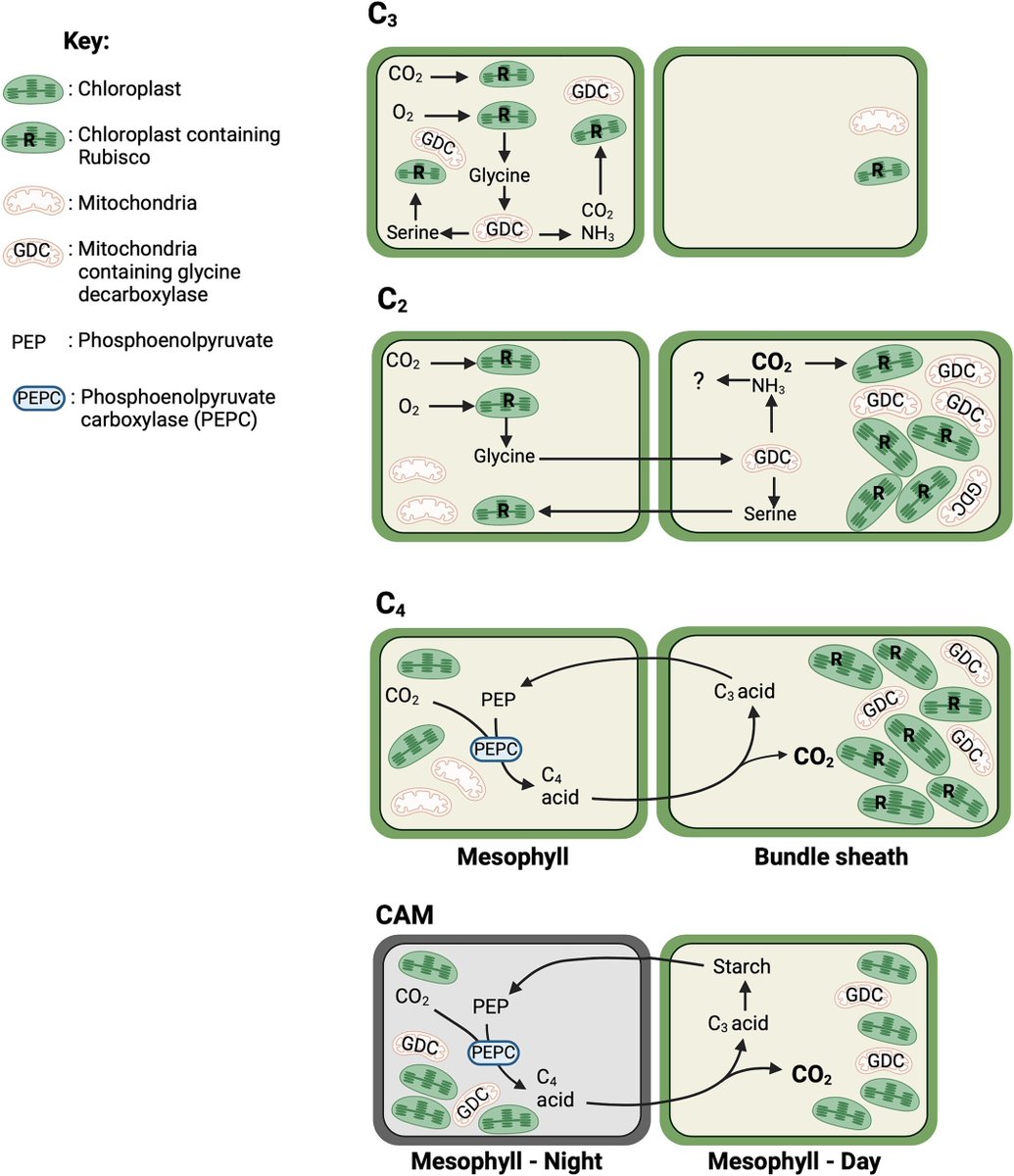 Plants People Planet 🌱👥🌐 (@plantspplplanet) on Twitter photo Nutritional quality of photosynthetically diverse crops under future climates
Walsh & Lundgren @Marj_Lundgren <a href="/Catheri24328981/">Catherine Walsh</a> <a href="/LancsUniLEC/">Lancaster Environment Centre</a> <a href="/LancsPhotosynth/">Lancaster Photosynthesis Group</a> @Waitrose CTP
📖nph.onlinelibrary.wiley.com/share/I2RY8JII… Nutritional quality of photosynthetically diverse crops under future climates
Walsh & Lundgren @Marj_Lundgren <a href="/Catheri24328981/">Catherine Walsh</a> <a href="/LancsUniLEC/">Lancaster Environment Centre</a> <a href="/LancsPhotosynth/">Lancaster Photosynthesis Group</a> @Waitrose CTP
📖nph.onlinelibrary.wiley.com/share/I2RY8JII…